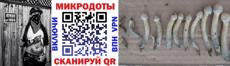 Псилоцибиновые грибы GOLDEN TEACHER  где найти наркотики  Сунжа 